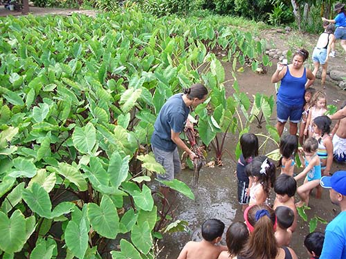 Children learn to harvest kalo while standing in a loi of mature kalo plants