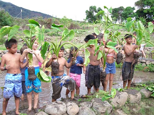 Muddy children show off harvested kalo that is as tall as they are