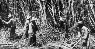 Maui Hikina - Sugar cane harvest in central Maui