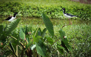 kalo grows in foreground with auwai and grassy knolls all around