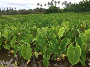 As water is slowly restored to Maui Hikina streams, lush lo’i kalo return to the land.