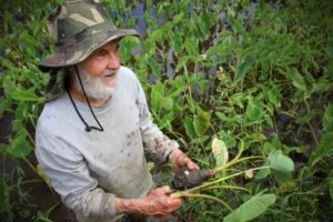 Kalo farmer with white beard holds freshly harvested kalo plants.
